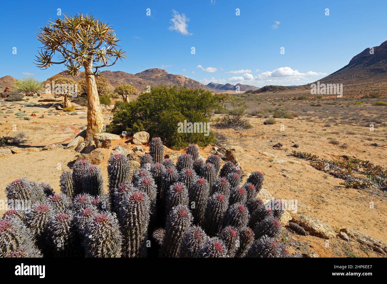 Wüstenlandschaft mit Köcher Bäumen und Kakteen, Northern Cape, Südafrika Stockfoto
