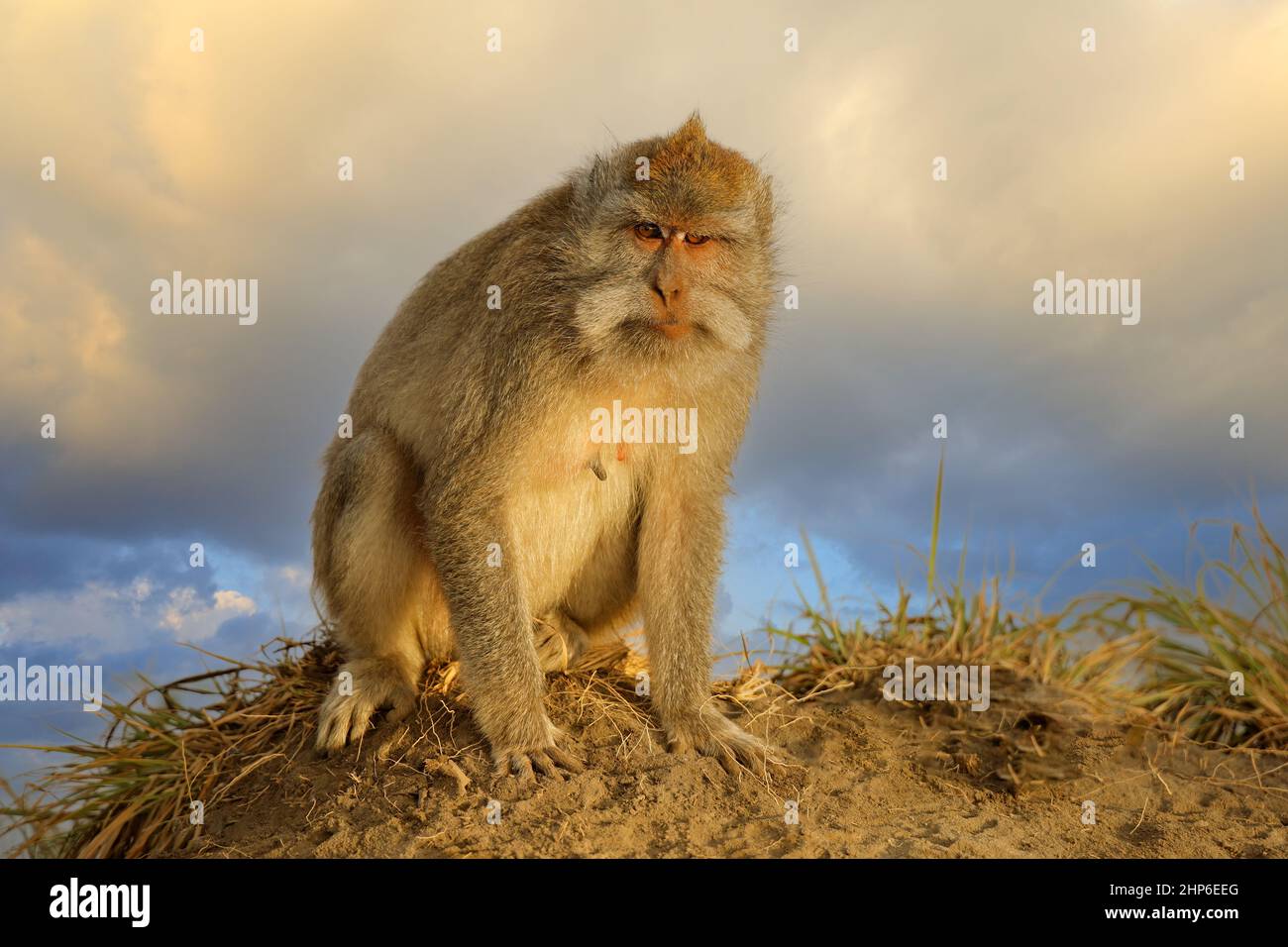 Balinesischer Langschwanz-Affe (Macaca fascicularis) in natürlichem Lebensraum, Ubud, Bali, Indonesien Stockfoto