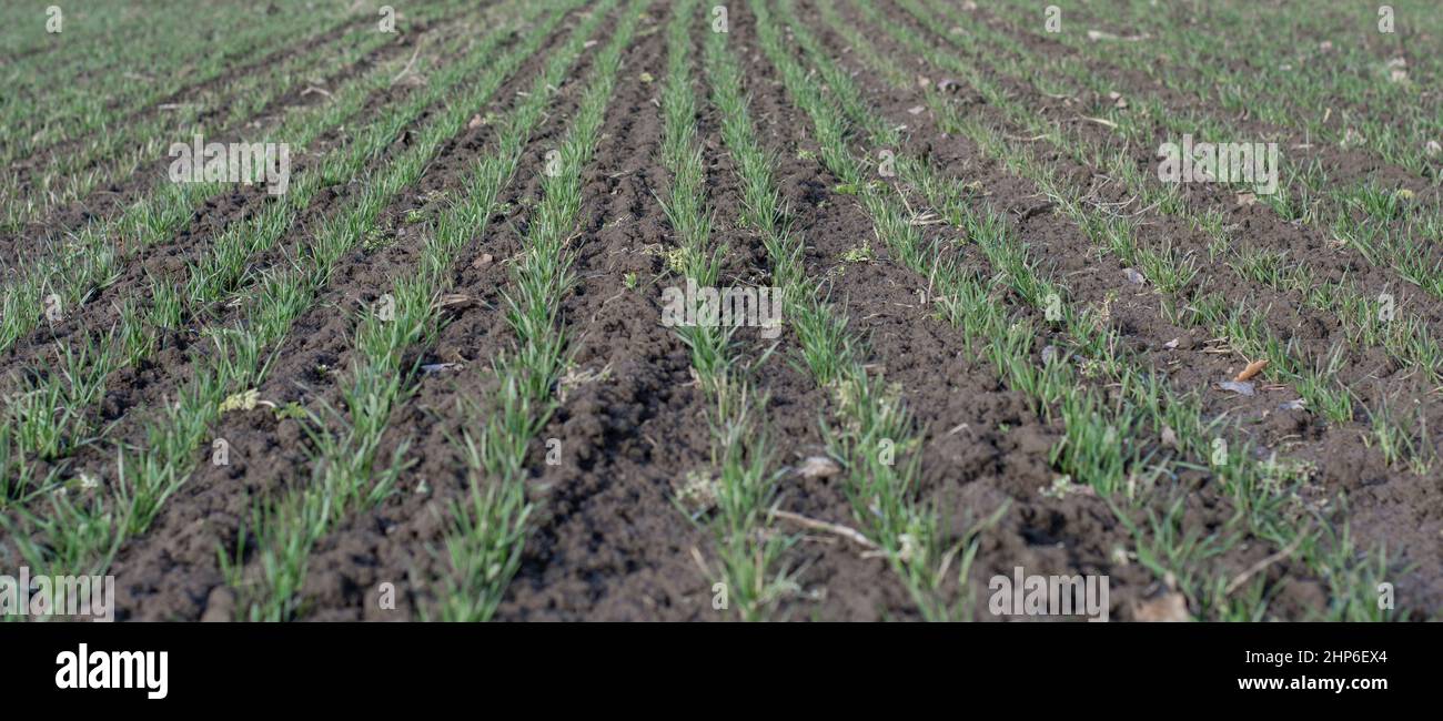 Reihen von jungen Grünweizen, die im Winter auf dem landwirtschaftlichen Feld wachsen. Stockfoto