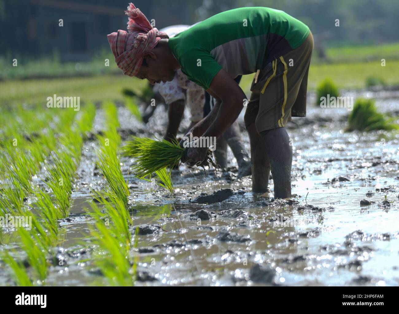 Bauern Pflanzen Setzlinge auf einem Reisfeld am Stadtrand von Agartala. Tripura, Indien. Stockfoto