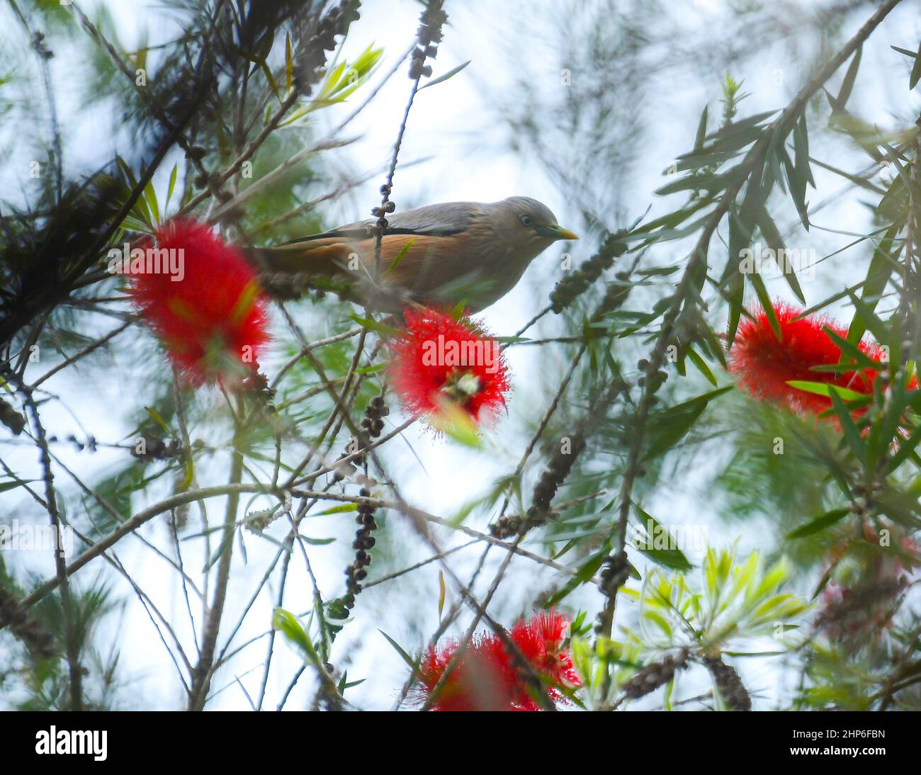 Ein Vogel sammelt Nektar aus Blumen auf Bäumen. Agartala. Tripura, Indien. Stockfoto