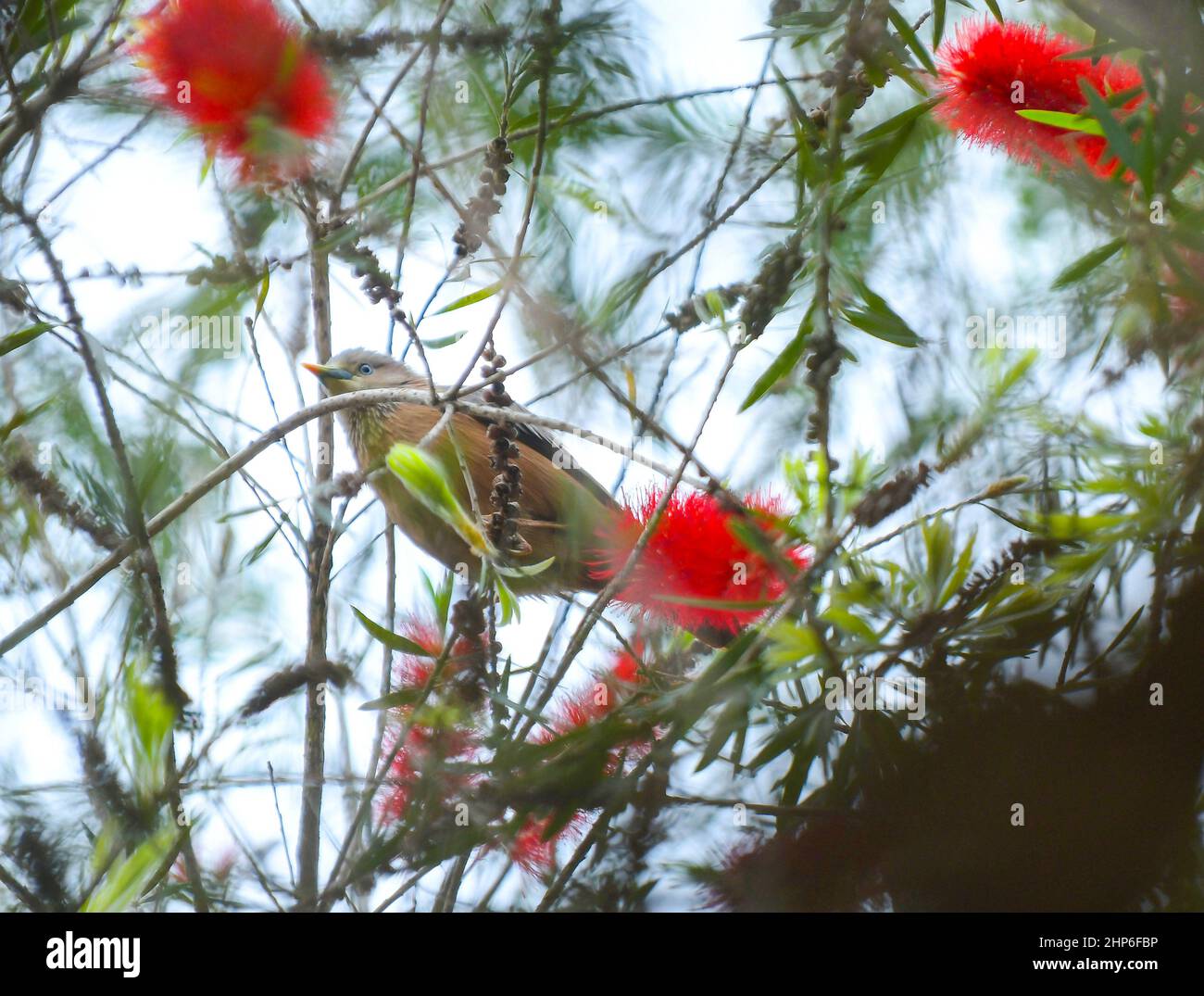 Ein Vogel sammelt Nektar aus Blumen auf Bäumen. Agartala. Tripura, Indien. Stockfoto