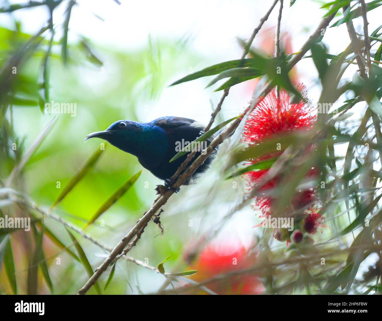 Ein Vogel sammelt Nektar aus Blumen auf Bäumen. Agartala. Tripura, Indien. Stockfoto