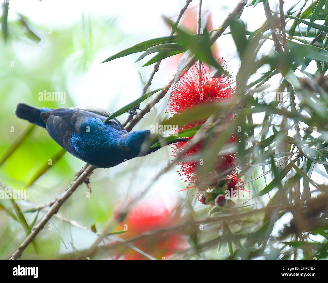 Ein Vogel sammelt Nektar aus Blumen auf Bäumen. Agartala. Tripura, Indien. Stockfoto
