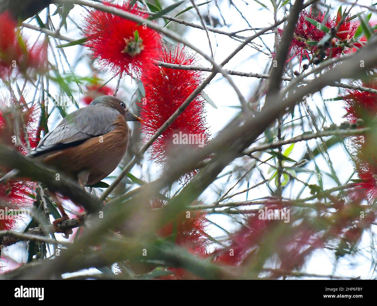 Ein Vogel sammelt Nektar aus Blumen auf Bäumen. Agartala. Tripura, Indien. Stockfoto