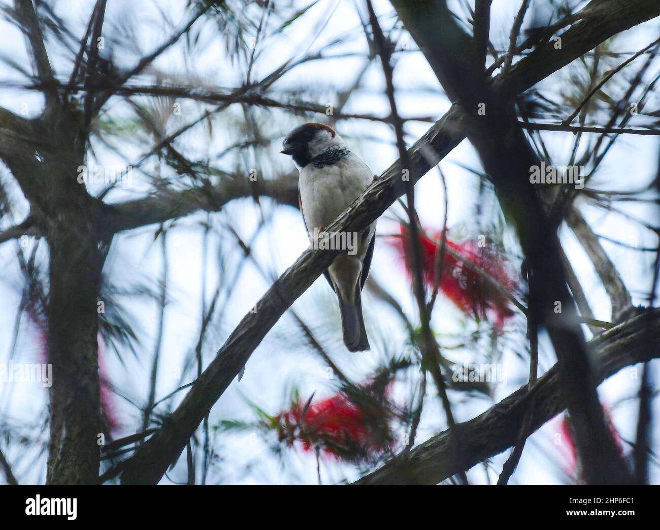 Ein Vogel sammelt Nektar aus Blumen auf Bäumen. Agartala. Tripura, Indien. Stockfoto