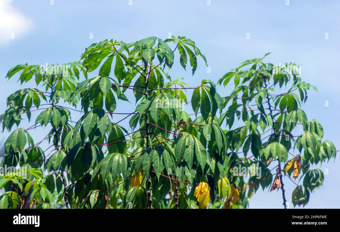 Grüne Manihot esculenta (Manihot esculenta), auch Maniok oder Yuca genannt, in flachem Fokus. Es kann für Gemüse verwendet werden Stockfoto