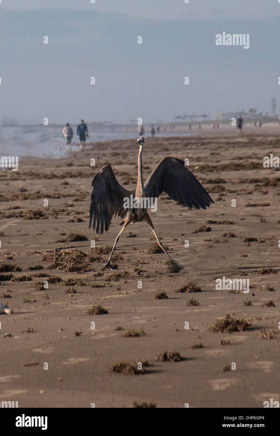 Toller Blaureiher in komischer Pose am Strand Stockfoto
