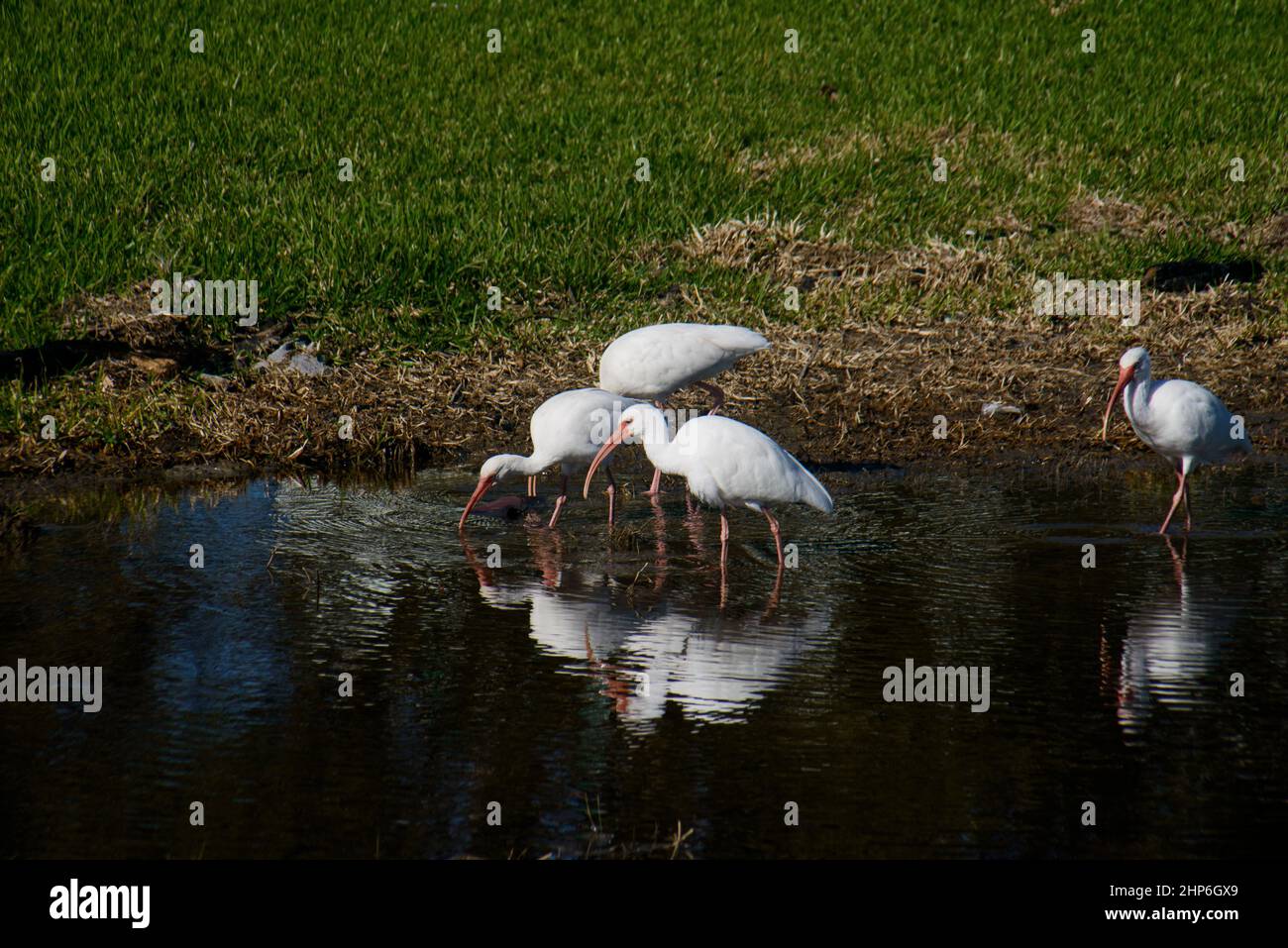American White Ibis-Vögel waten in Feuchtgebieten Stockfoto