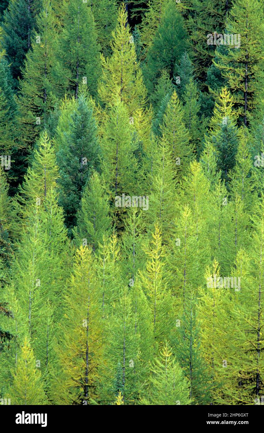 Mischwald aus Nadelbäumen, dominiert von der westlichen Lärche (Larix occidentalis), färbt sich ab Ende September. Stockfoto
