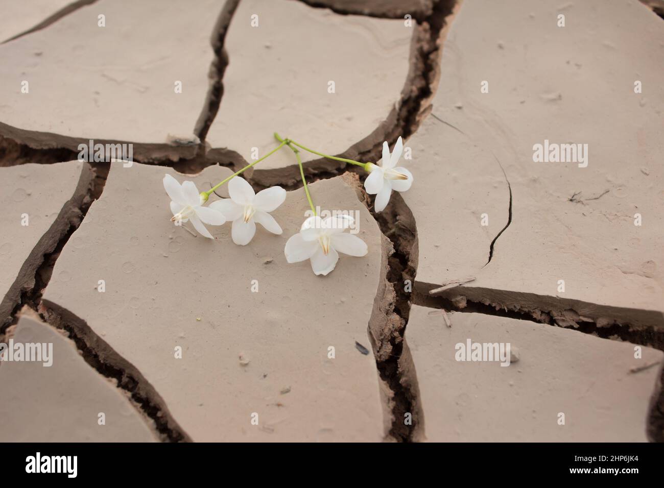 Gefallene Blume auf trockenem Rissgrund, Stockfoto