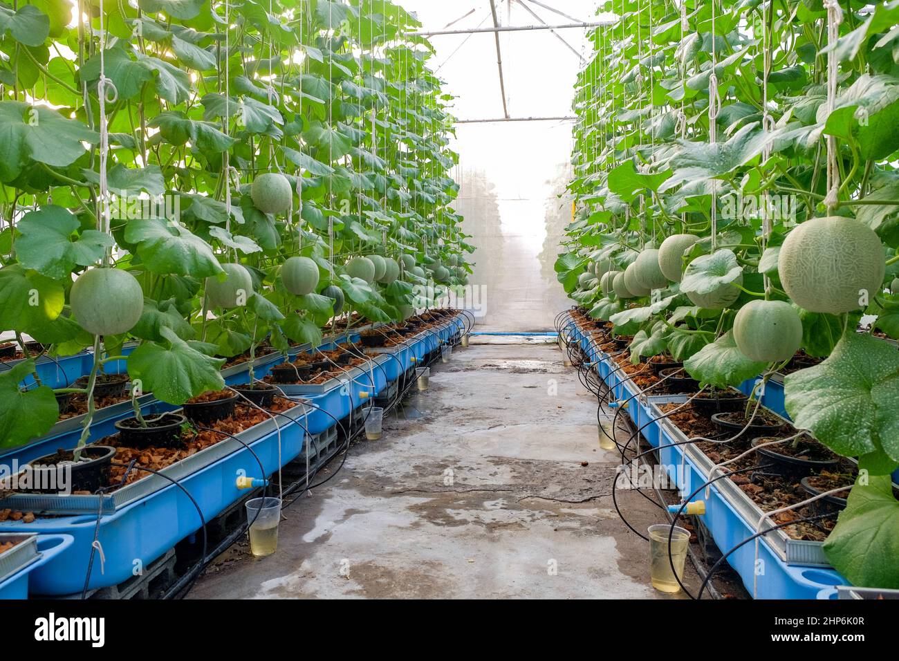 Melonenfrüchte auf Melonenfarm Stockfoto