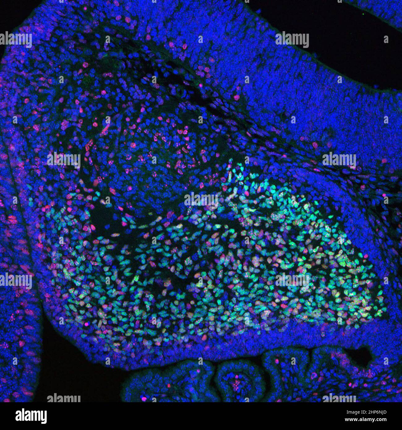 Dieses Foto zeigt das Zerebellum (ein Teil des Gehirns) eines Mausembryos. Multiplizierende Neuronen sind rot dargestellt. Purkinje-Zellen, eine spezielle Art von Neuron, die für die Regulierung von feinen Bewegungen, Gleichgewicht und Haltung wichtig ist, werden grün dargestellt. Blaue Farbe zeigt alle Zellkerne an. Dieses Bild wurde im Rahmen einer von NIAMS unterstützten Studie zur Wirkung des Enzyms Ezh2 auf die Entwicklung von Neuronen im embryonalen Gehirn Ca aufgenommen. 2016 Stockfoto