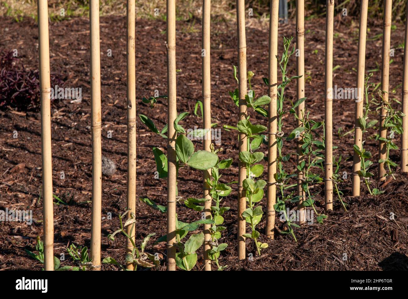 Sydney Australia, eine Reihe von Gartenpfosten, die junge süße Erbsenpflanzen unterstützen Stockfoto