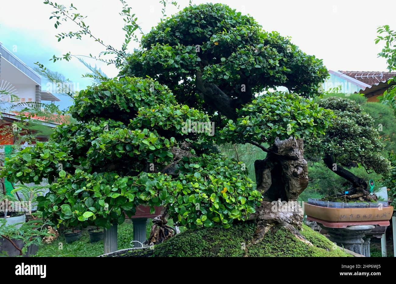 Bonsai Beringin, weinende Feige, benjamin-Feige- oder Ficusbaum, banyan-Baum (Ficus benjamina) Stockfoto