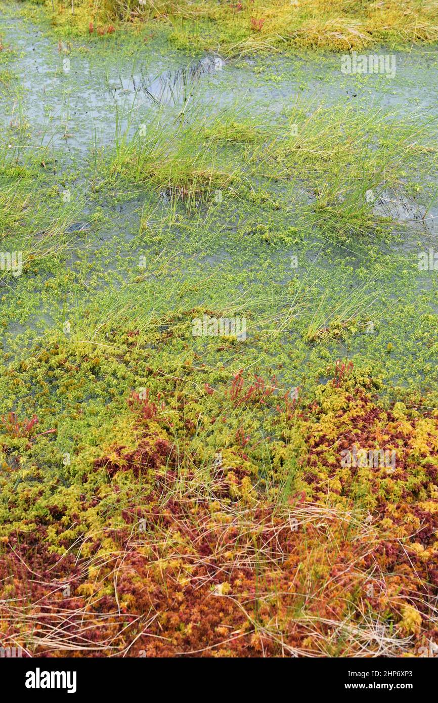 Nachfolgegebiet mit Torfmoos Sphagnum, das Sumpfland in der Natur aufbaut Stockfoto
