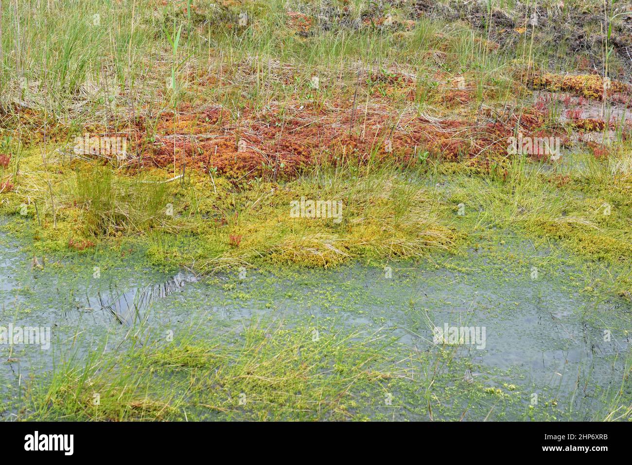 Nachfolgegebiet mit Torfmoos Sphagnum, das Sumpfland in der Natur aufbaut Stockfoto