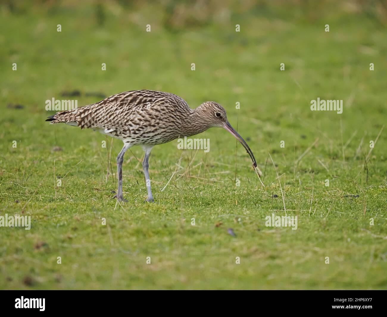 Curlew Winter in Großbritannien nutzt die Gezeitenmündungen und die umliegenden Weiden und Grünland, um sich zu ernähren. Stockfoto