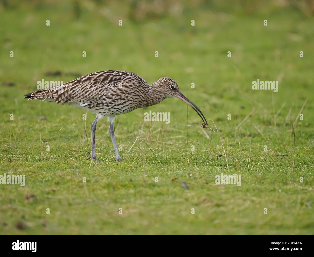 Curlew Winter in Großbritannien nutzt die Gezeitenmündungen und die umliegenden Weiden und Grünland, um sich zu ernähren. Stockfoto
