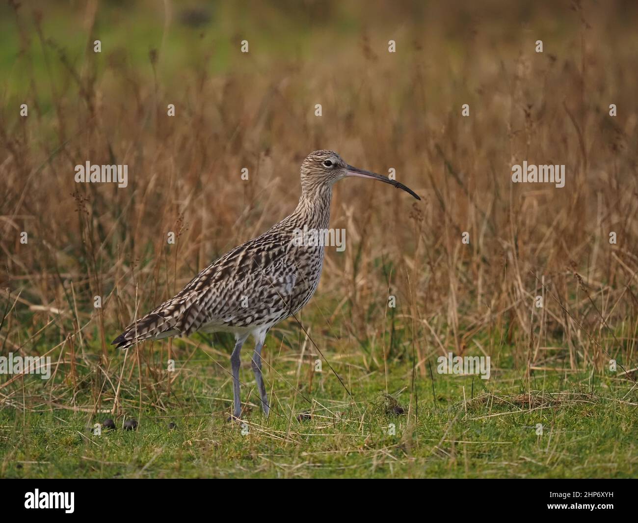 Curlew Winter in Großbritannien nutzt die Gezeitenmündungen und die umliegenden Weiden und Grünland, um sich zu ernähren. Stockfoto