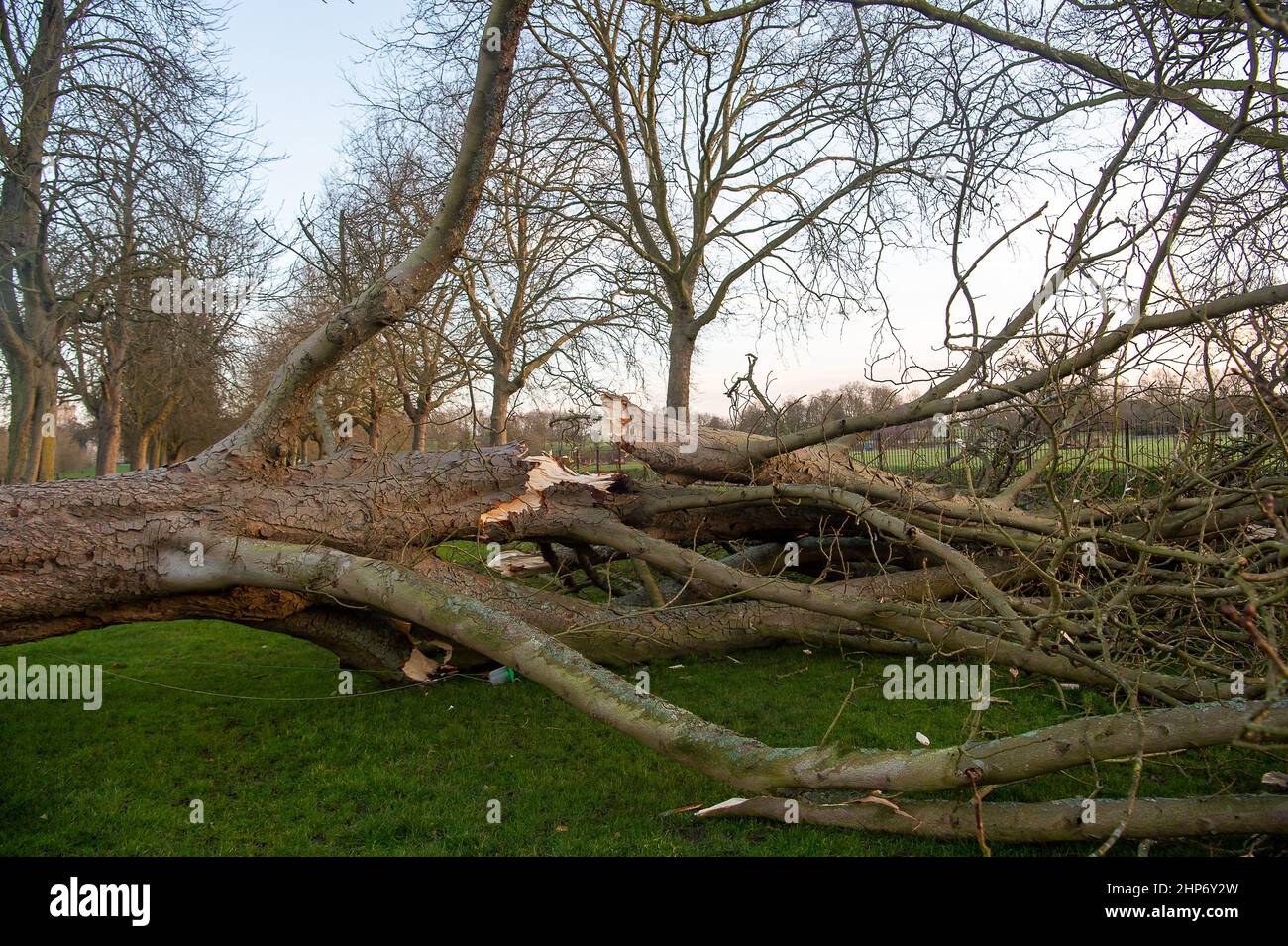 Windsor, Großbritannien. 19th. Februar 2022. Nach dem gestrigen Sturm Eunice wurden eine Reihe der ikonischen Bäume, die den langen Spaziergang in Windsor säumen, entwurzelt und Gliedmaßen abgebrochen. Gestern gab es zum ersten Mal überhaupt eine rote Wetterwarnung für den Südosten. Ein großes Picknick ist für diesen Sommer auf dem Long Walk geplant, um das Platin-Jubiläum Ihrer Majestät der Königin zu feiern. Quelle: Maureen McLean/Alamy Live News Stockfoto