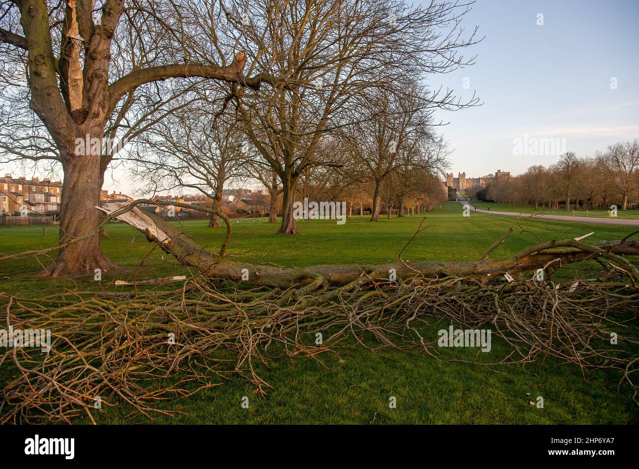 Windsor, Großbritannien. 19th. Februar 2022. Nach dem gestrigen Sturm Eunice wurden eine Reihe der ikonischen Bäume, die den langen Spaziergang in Windsor säumen, entwurzelt und Gliedmaßen abgebrochen. Gestern gab es zum ersten Mal überhaupt eine rote Wetterwarnung für den Südosten. Ein großes Picknick ist für diesen Sommer auf dem Long Walk geplant, um das Platin-Jubiläum Ihrer Majestät der Königin zu feiern. Quelle: Maureen McLean/Alamy Live News Stockfoto