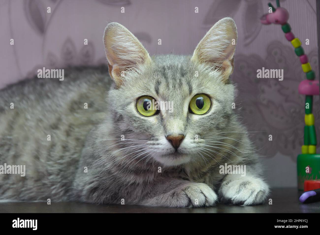 Grau gestromte Katze mit grünen Augen schaut auf die Kamera. Nahaufnahme, selektiver Fokus. Stockfoto