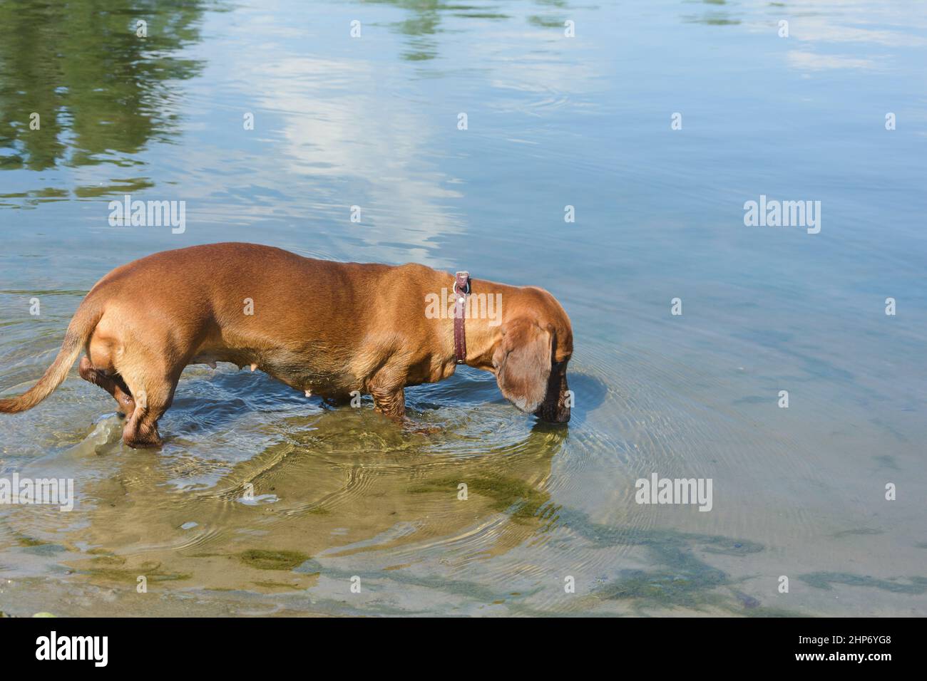 Der Dackel-Hund trinkt im Sommer Wasser aus einem schmutzigen Fluss. Schlechtes ökologisches Konzept. Stockfoto