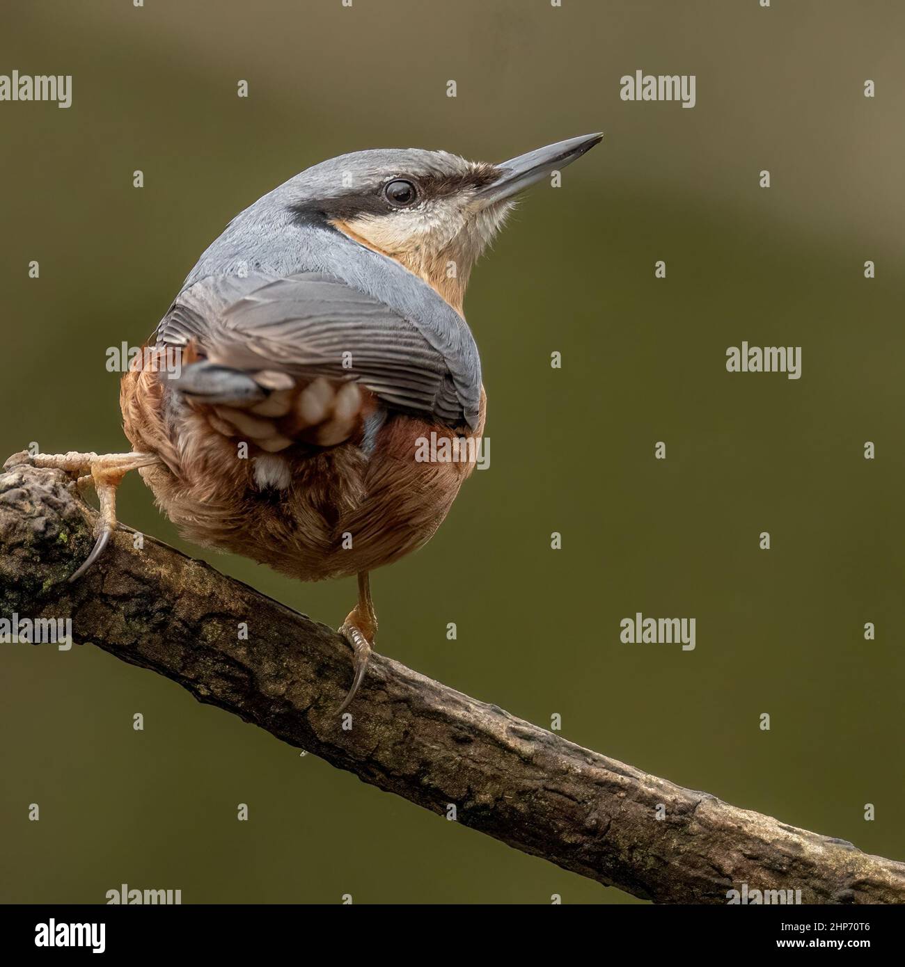 Das Nuthatch schaut nach oben Stockfoto