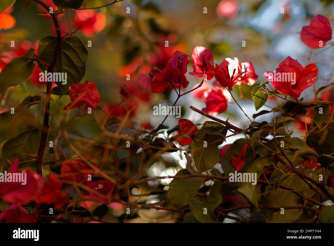 Willkommen juni Konzept mit Blumen Hintergrund Stockfoto