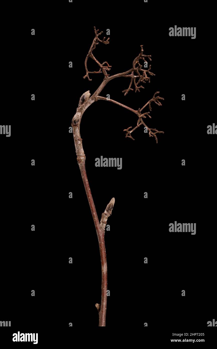Rowan (Sorbus aucuparia). Überwintern des Zweiges und seneszente Infrakteszenz-Nahaufnahme Stockfoto
