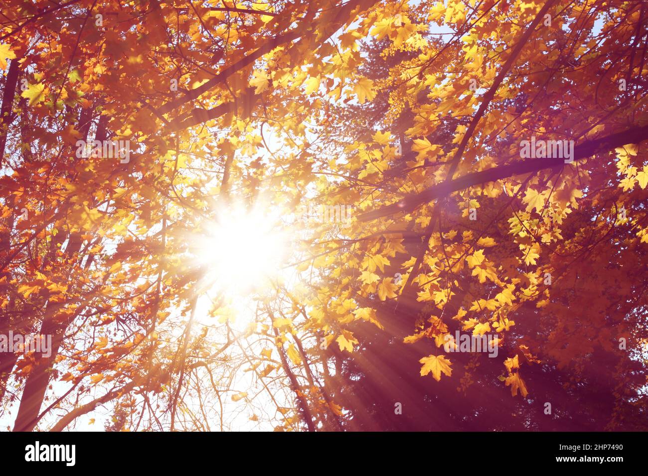 Sonnenstrahl Licht über Baum, natürlicher Hintergrund Stockfoto