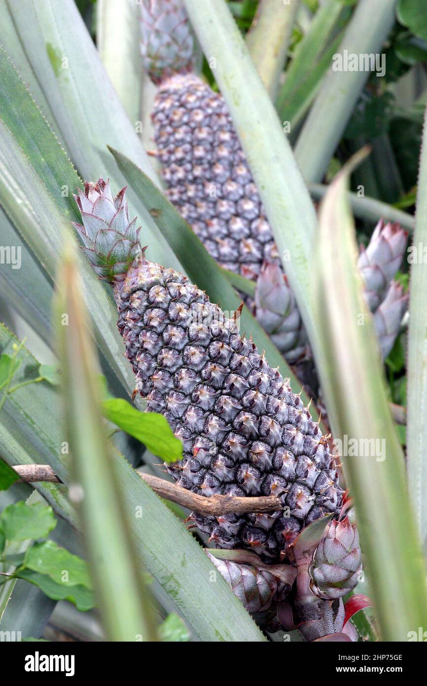 Bio-Ananas-Pflanzen, die in einer Fair-Trade-Ananasplantage in Ghana wachsen. Westafrika Stockfoto