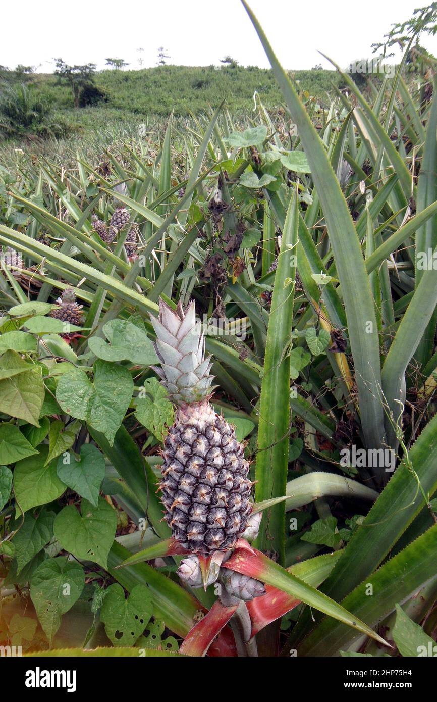 Bio-Ananas-Pflanzen, die in einer Fair-Trade-Ananasplantage in Ghana wachsen. Westafrika Stockfoto