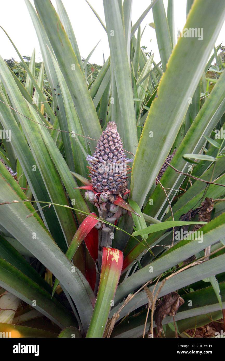 Bio-Ananas-Pflanzen, die in einer Fair-Trade-Ananasplantage in Ghana wachsen. Westafrika Stockfoto