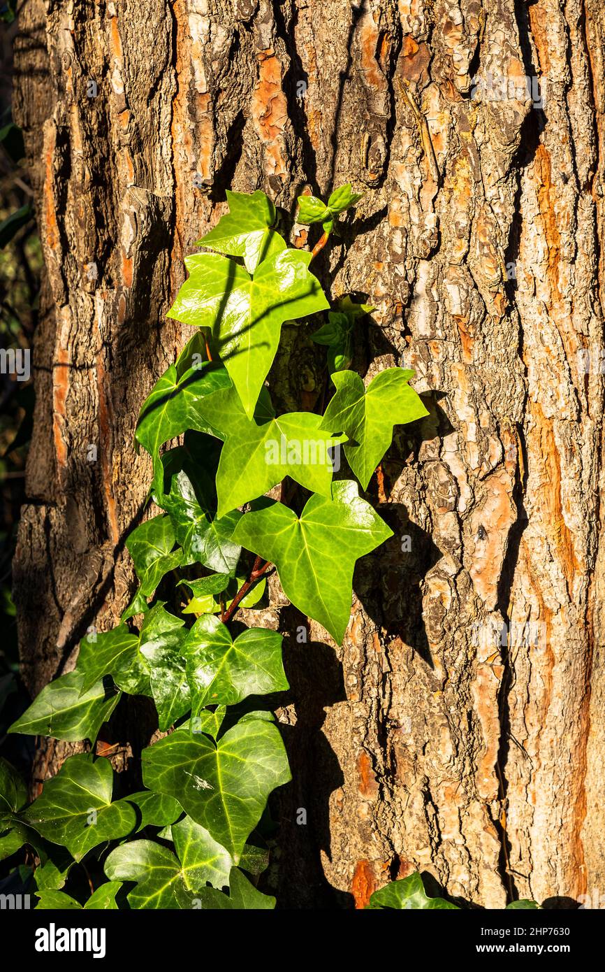 Holzhintergrund mit einer Kletterpflanze Stockfoto