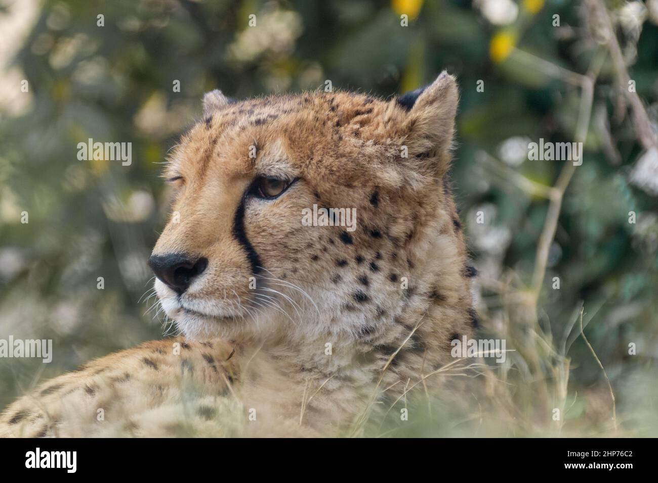 Porträt eines Geparden (Acinonyx jubatus) in Zoorasia, Yokohama, Kanagawa, Japan. Stockfoto