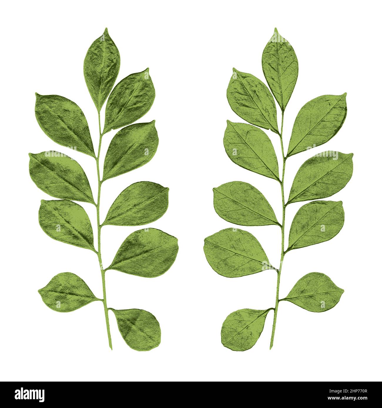 Echtes Myrtenblatt (Myrtus communis) vorne und hinten in drei Farben Stockfoto