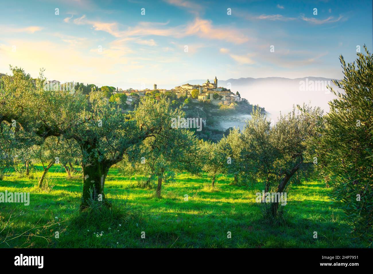 Trevi malerisches Dorf und Olivenbäume in einem nebligen Morgen. Perugia, Umbrien, Italien, Europa. Stockfoto