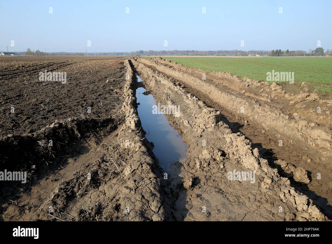Der Traktor fährt auf nassem Untergrund. Beschädigte Felder, die von Landwirten angebaut werden Stockfoto