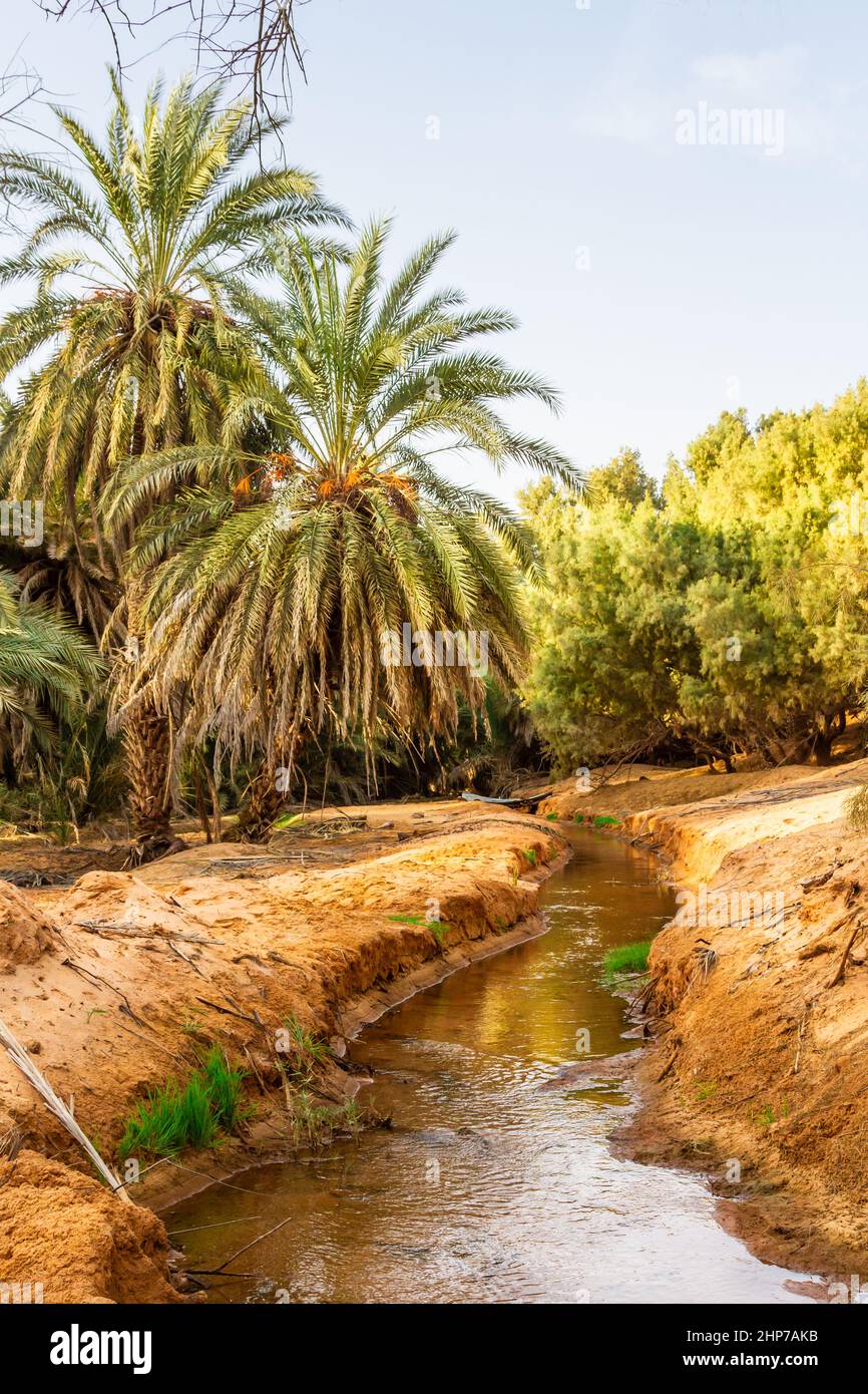 Plantage der Dattelpalme. Dattelbäume (Phoenix) in einer Oase in der Nähe von Ksar Ghilane, Sahara, Tunesien, Nordafrika, Stockfoto