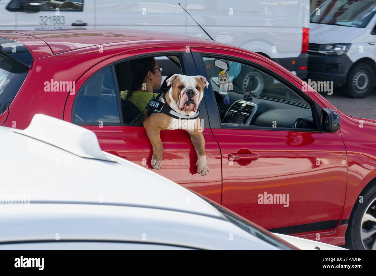 Die süße Bulldogge lehnt sich aus einem Autofenster in der Uferstraße von Cozumel Island in Mexiko Stockfoto