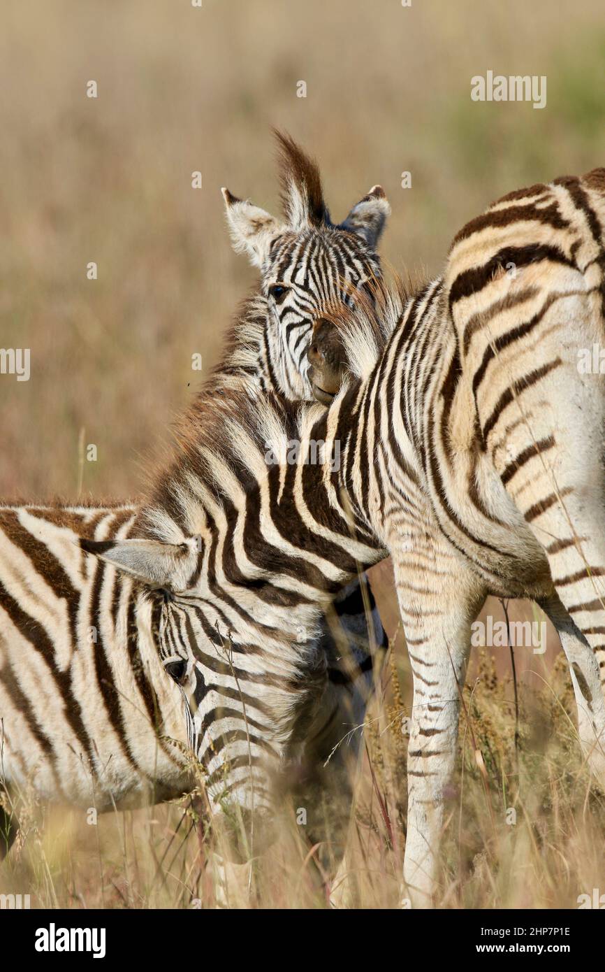 Plains Zebra, Südafrika Stockfoto