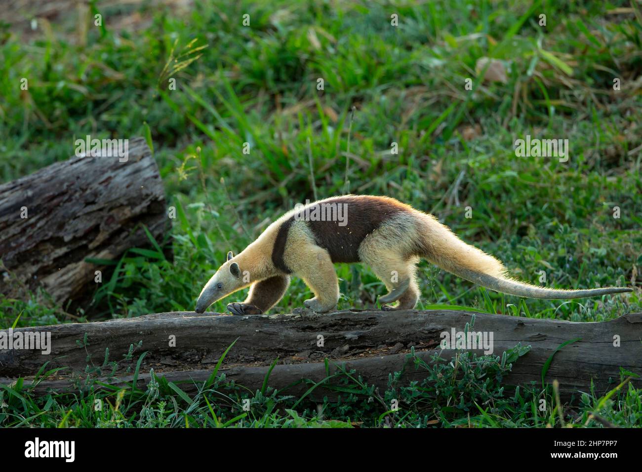 Nördliches Tamandua (Tamandua mexicana), auch bekannt als nördlicher