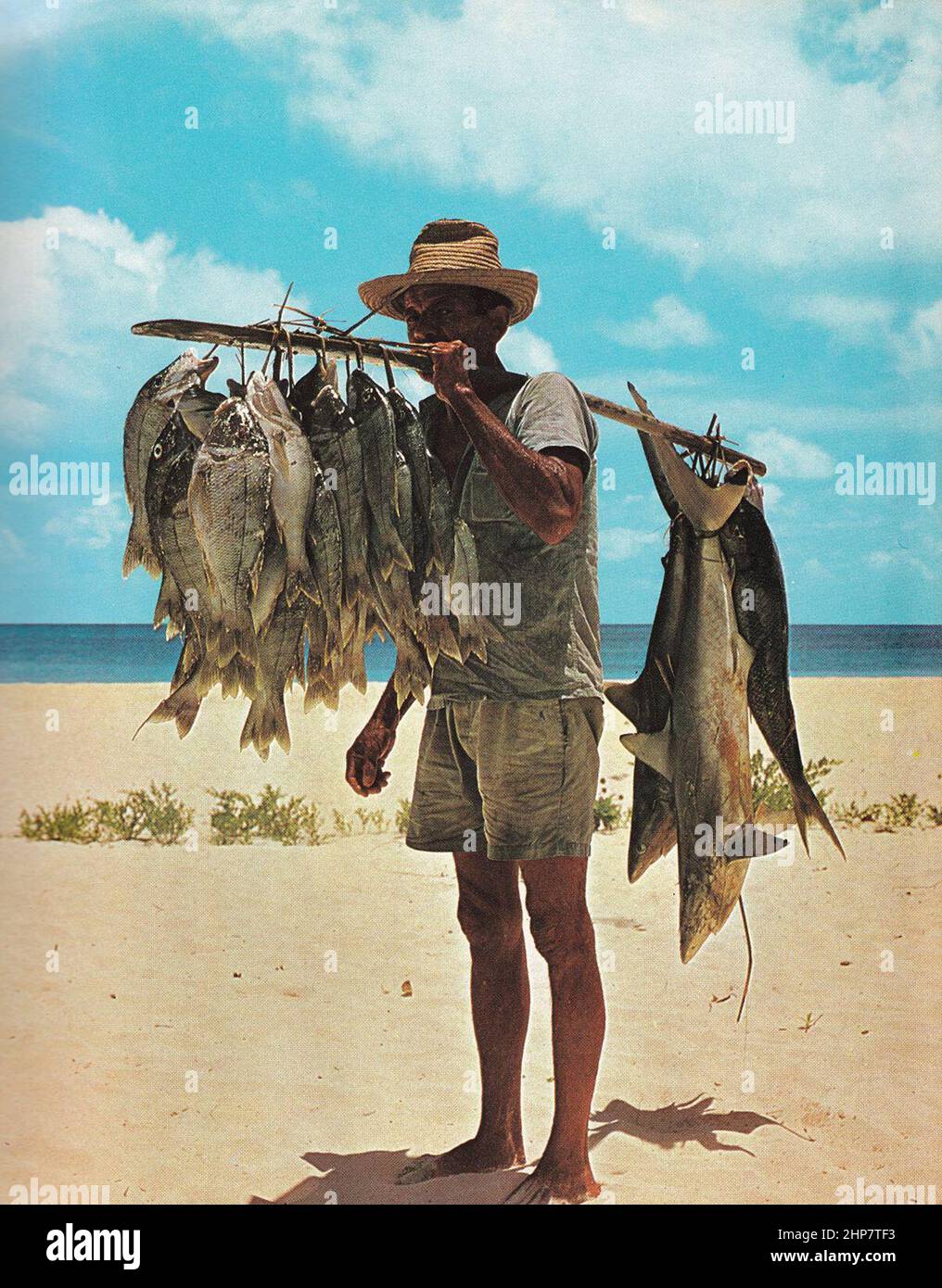 Fischer und sein Fang, Seychellen. Die Fische in diesem Fang, einschließlich kleiner Haie, wurden an Handschlangen viele Meilen vor der Küste ca. Anfang 1970s angelangen Stockfoto