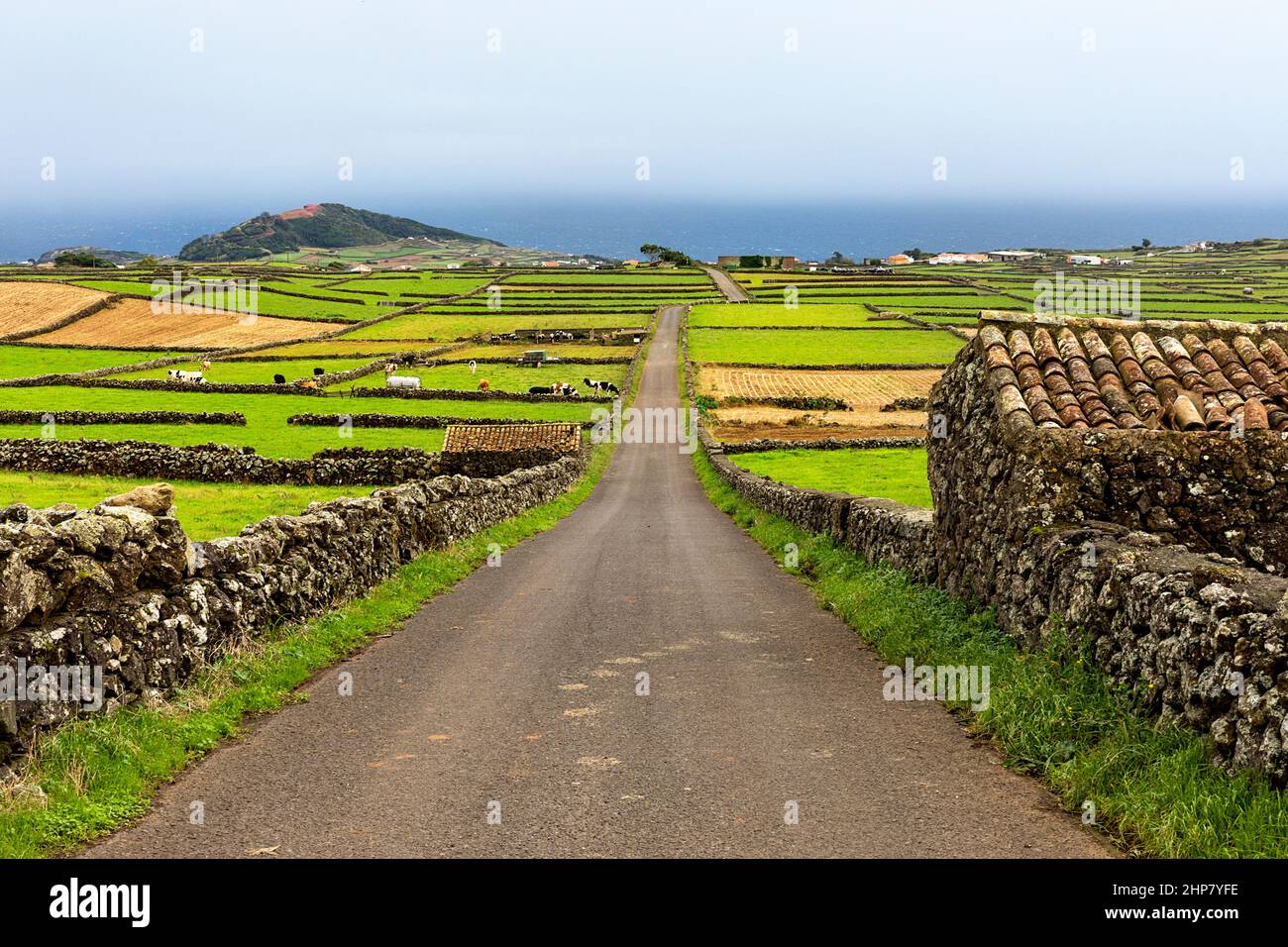 Felder und Steinmauer, Serra do Cume, Terceira Island, Azoren, Portugal Stockfoto