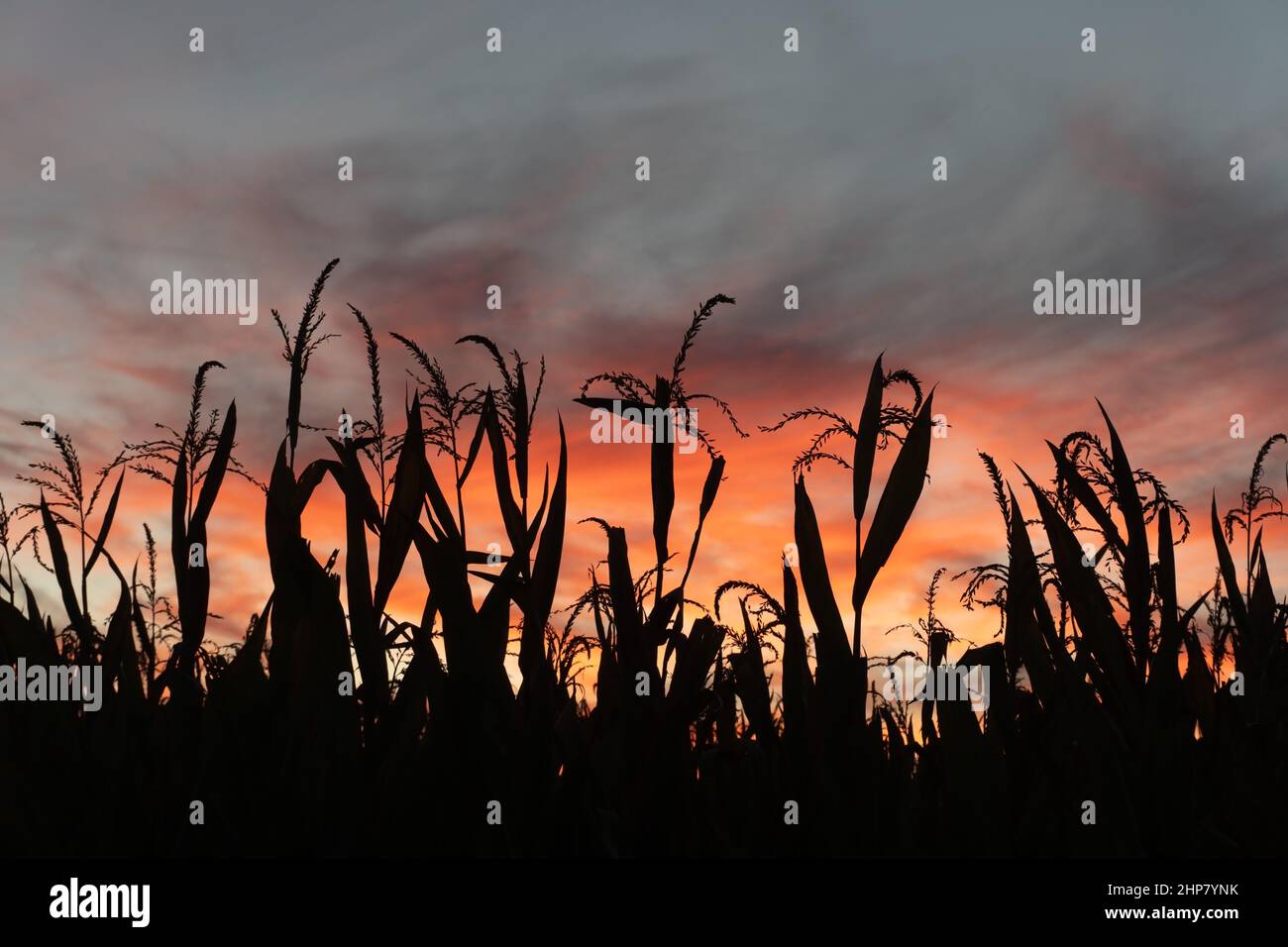 Maisfelder bei Sonnenuntergang mit einem spektakulären Himmel Stockfoto