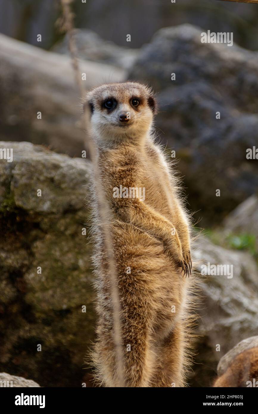 Die vertikale Aufnahme eines wunderschönen Erdmännchen auf einem Stein blickt in die Kamera Stockfoto