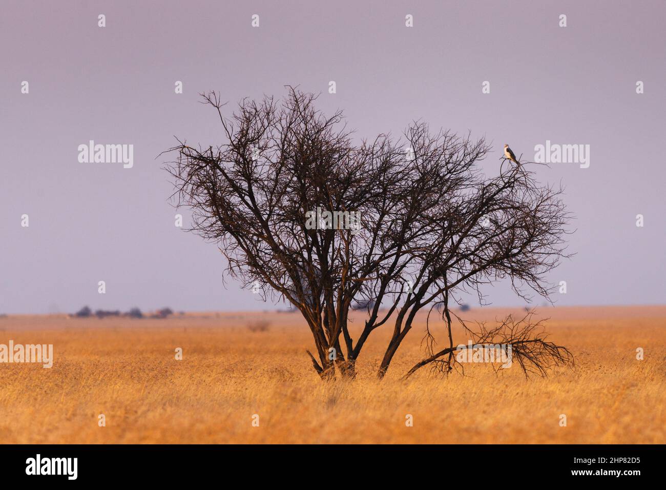 Schwarzschulter Drachen, Elanus caeruleus, in robuster Akazie, Vachellia (Acacia) robusta, im Grasland, in der Dämmerung, Orange Free State, Südafrika Stockfoto