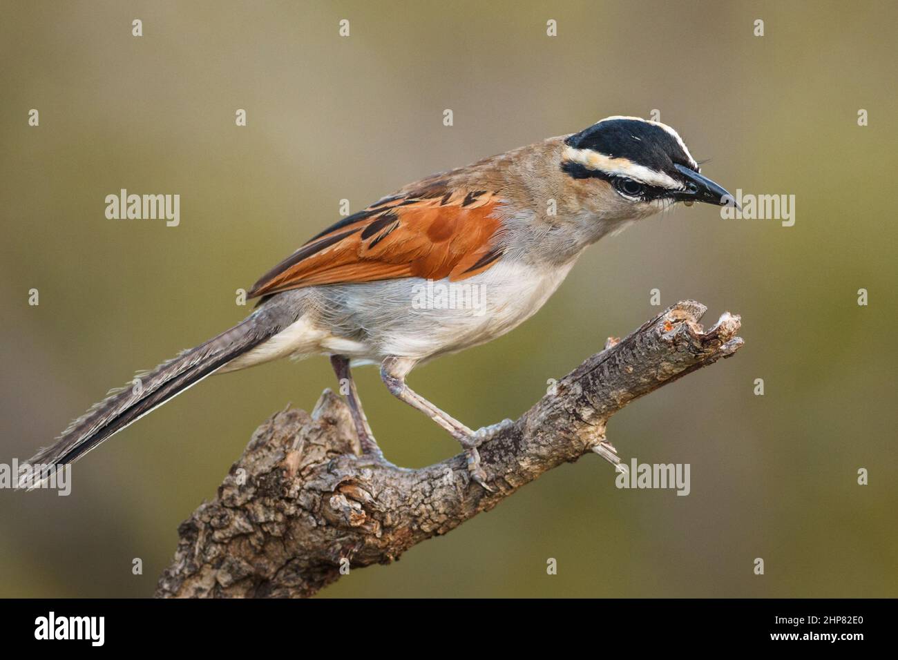 Schwarz gekrönter Tschagra, Tschagra senegalus, auf Baumstamm thront, Berg-en-Dal-Gebiet, Malelane District, Kruger National Park, Südafrika Stockfoto